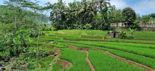 Beautiful aerial view natural of the terraced green and yellow rice field in rainy season, vineyard