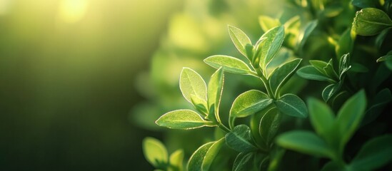 Obraz premium Lush Green Leaves Basking in Sunlight: A Serene Nature Scene