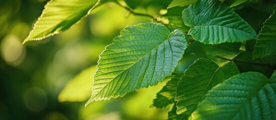 Fototapeta na wymiar Green leaves in natural sunlight with vivid details and soft bokeh background Copy Space