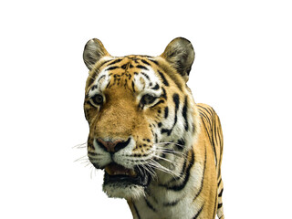 Obraz premium tiger head isolated on transparent white background