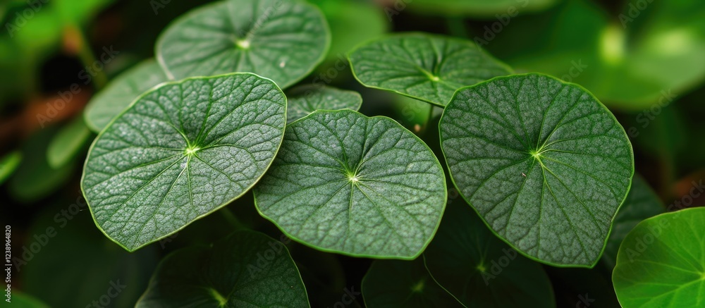Poster close-up of vibrant green heart-shaped leaves with distinct venation and soft textures in a dense fo