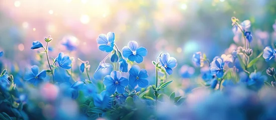 Poster Blue blooming flowers in soft focus with a dreamy background and vibrant colors suitable for nature themed designs Copy Space
