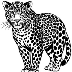 leopard on a white background