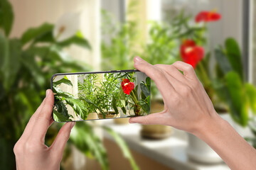 Man taking photo of plant to recognize it using identifier application on mobile phone indoors,...