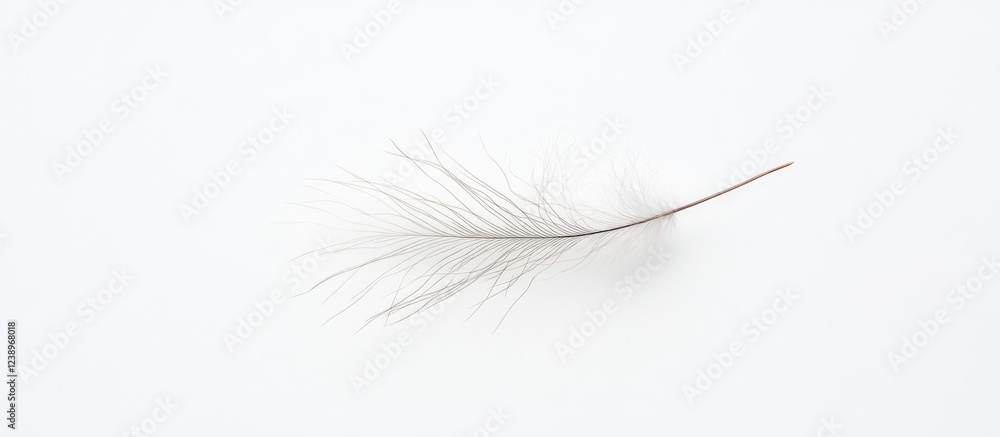 Aufkleber Delicate grey feather on white background with minimalistic style and copy space for text placement
