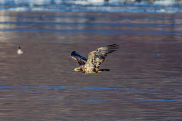 Bald Eagle