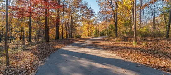 Obraz premium Winding road through a colorful autumn forest with fallen leaves and sunlight filtering through trees Copy Space