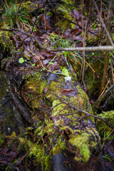 Brown autumn leaves on a tree root with green moss on a wet autumn day.