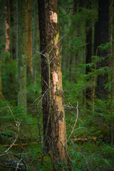 tree trunk with dead bark in a green forest on an autumn day.