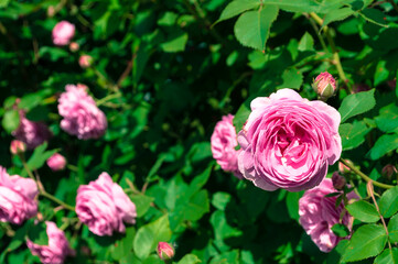 Spring rose flowers, blooming in the spring garden under soft sunlight. Closeup of blooming spring flowers - pink roses