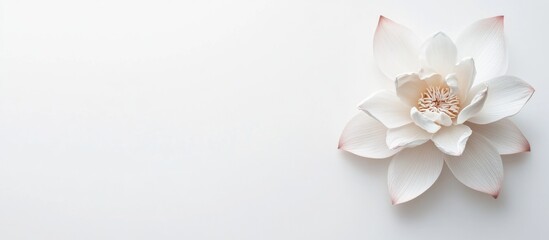 White lotus flower on a light background with copy space for text or design elements. Elegant and minimalistic floral composition.