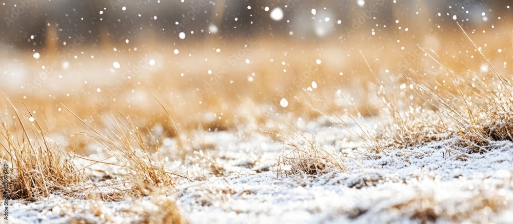 Poster Snowflakes falling on a field with dry grass and a blurred winter background showing depth of field Copy Space