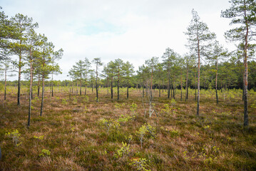 swamp wetlands landscape for gathering turf natural energie field