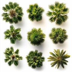 Nine palm trees from above on white background showing various shades of green and yellow