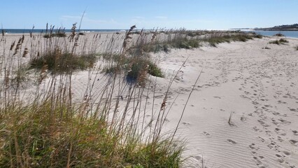 Beach sand with sea oats growing on South Carolina coastal shoreline at Pawleys Island, SC destination for tourist for relaxing under warm sunshine and enjoying quiet beach walks by the ocean