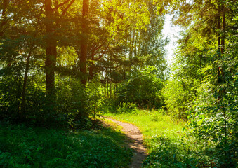 Forest summer landscape - forest trees with grass on the foreground and sunlight shining through the forest trees