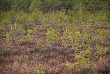 swamp wetlands landscape for gathering turf natural energie field