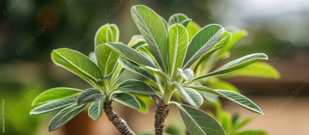 Poster close-up of green succulent plant leaves with prominent ribs in a soft-focus background suitable for
