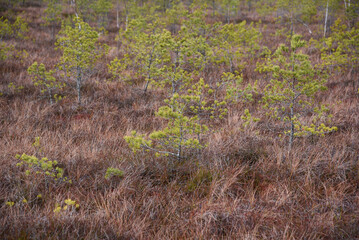 swamp wetlands landscape for gathering turf natural energie field