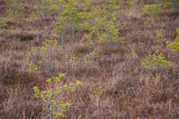 swamp wetlands landscape for gathering turf natural energie field