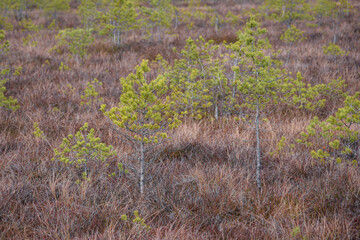 swamp wetlands landscape for gathering turf natural energie field