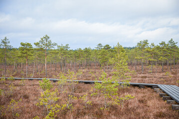 Fototapeta premium wooden boardwalk in swamp tourist trail with trees, resting area and sun rays in colorful summer weather