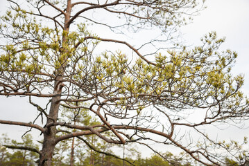 Branch with cones. Larix leptolepis