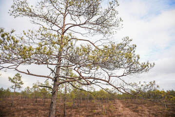 swamp wetlands landscape for gathering turf natural energie field