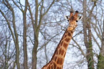 Close-up of the head of a Kordofan Giraffe	