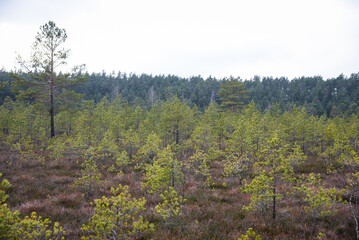 swamp wetlands landscape for gathering turf natural energie field