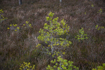 swamp wetlands landscape for gathering turf natural energie field