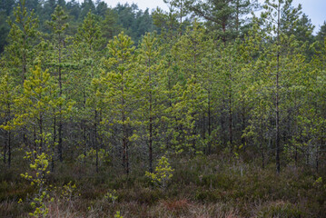 swamp wetlands landscape for gathering turf natural energie field