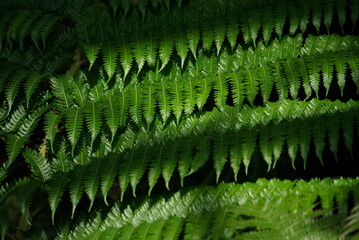Feuillage de fougère en été