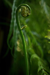 Jeune fougère en forêt au printemps