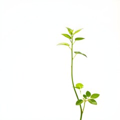 Fototapeta premium Planta verde