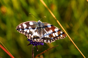 Schachbrettfalter - Schmetterling - Allgäu - Frühling 