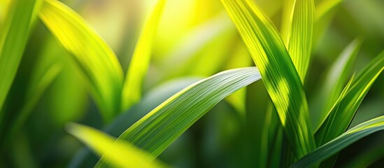 Obraz premium Fresh green grass blades with sunlight creating a soft glow showcasing the texture and details of the leaves Copy Space