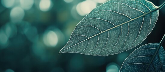 Obraz premium Green leaves close-up with blurred background and soft bokeh effect showcasing detailed leaf texture and natural beauty with Copy Space