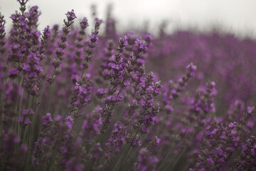 Vibrant lavender field blossoming, emanating serene purple hues, symbolizing relaxation and natural wellness