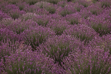 Lavender flowers blooming across fragrant purple landscape, capturing serene wellness essence
