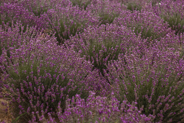 Purple lavender field blooming with fragrant flowers, spreading soothing scent ideal for wellness...