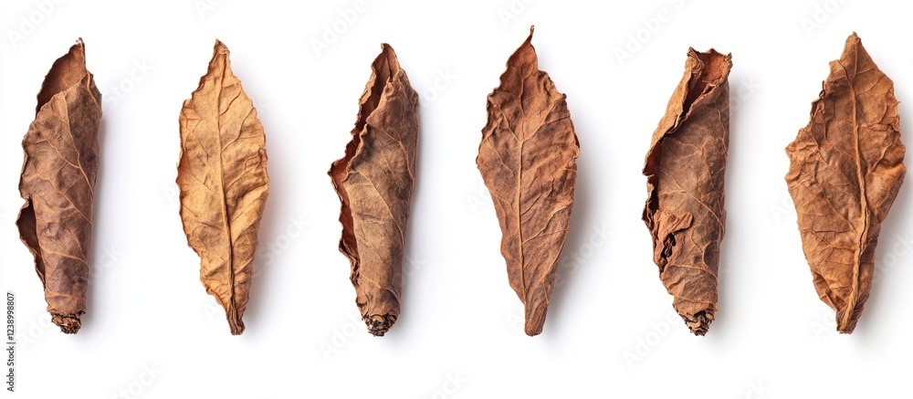 Poster dry brown leaves arranged in a horizontal line on a white background with ample copy space for text 