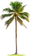 A tall palm tree stands alone on a white background