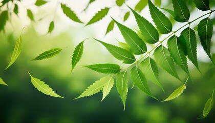 neem leaves are fluttering in the air