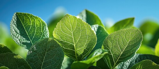 Close-up of fresh green leaves with detailed texture against a blue sky background ideal for natural or botanical themes Copy Space