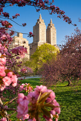 Spring in Central Park: Cherry blossoms and a landmark Art Deco building in the Upper West Side's Central Park West Historic District. Sunny day in Manhattan, New York City