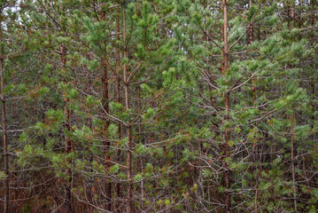 Close-up of green pine needles on an autumn day.