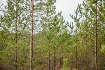 Fototapeta premium wet spruce tree close up shoot macro on blur green background