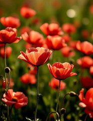 Fototapeta premium Flower field Poppy flowers