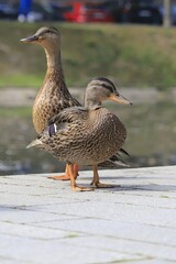 Düsseldorf, Enten im Sommer am Kö-Bogen